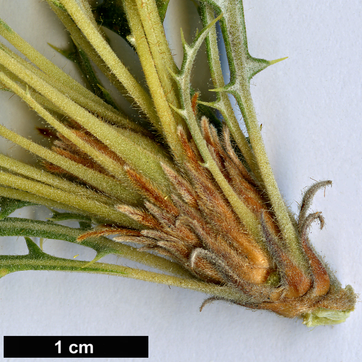 High resolution image: Family: Proteaceae - Genus: Dryandra - Taxon: conferta - SpeciesSub: var. conferta 